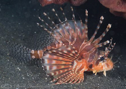 Spotfin lionfish. Lembeh. D200, 60mm. by Derek Haslam 
